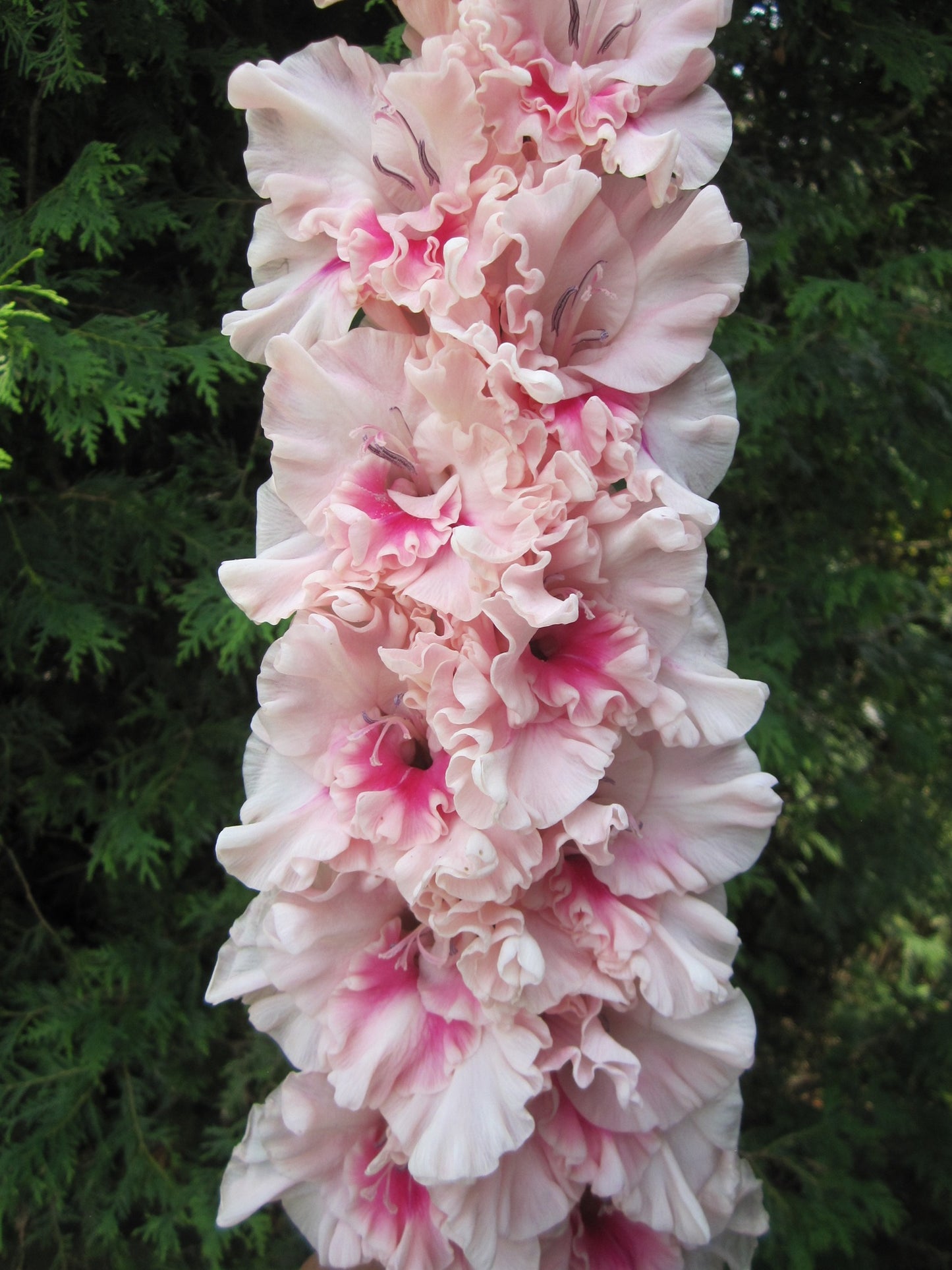 Lady Lambert (Powyslybbe 2026) 363 M