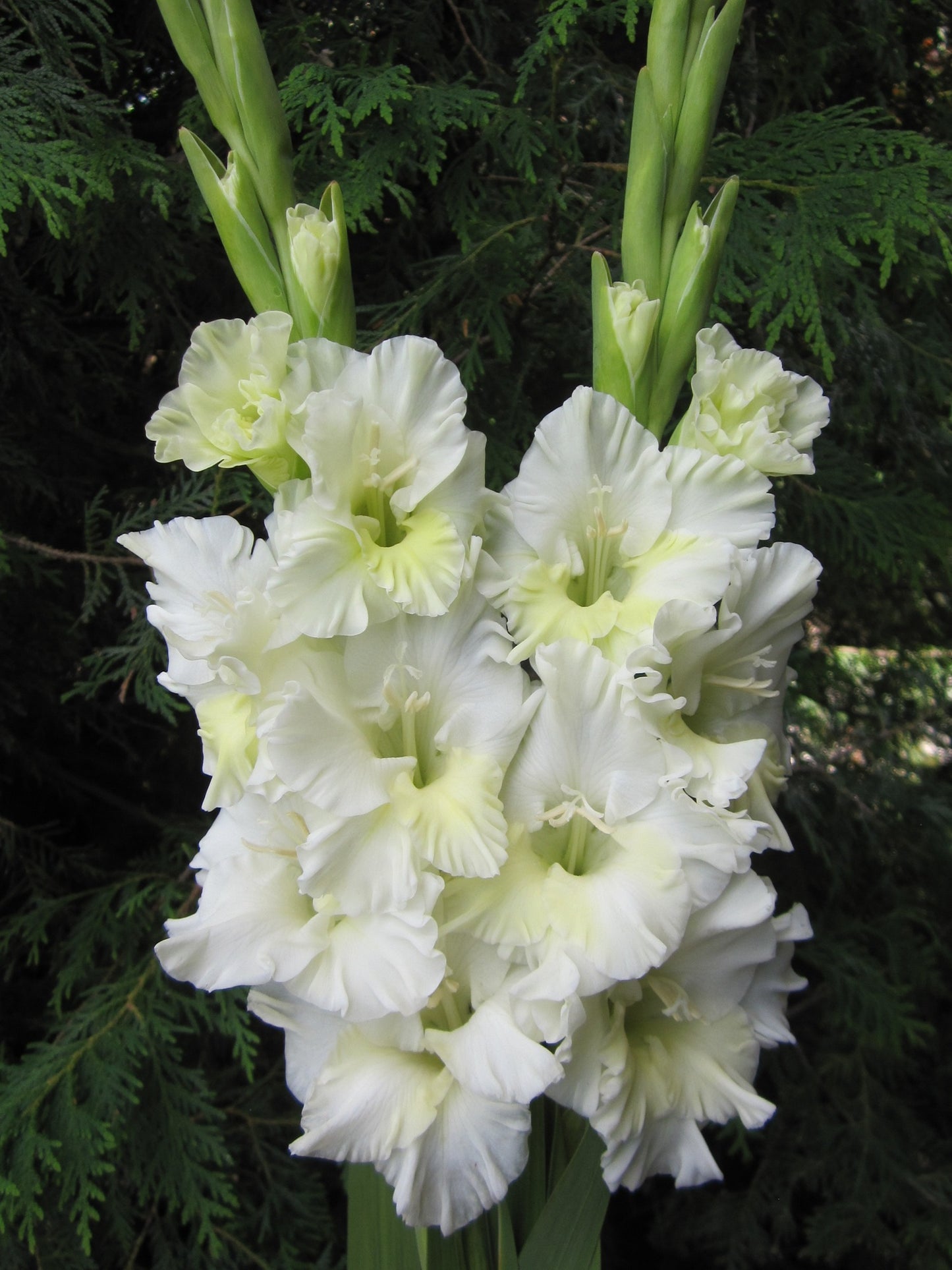 Sun Blest (Powyslybbe 2026) 201 M