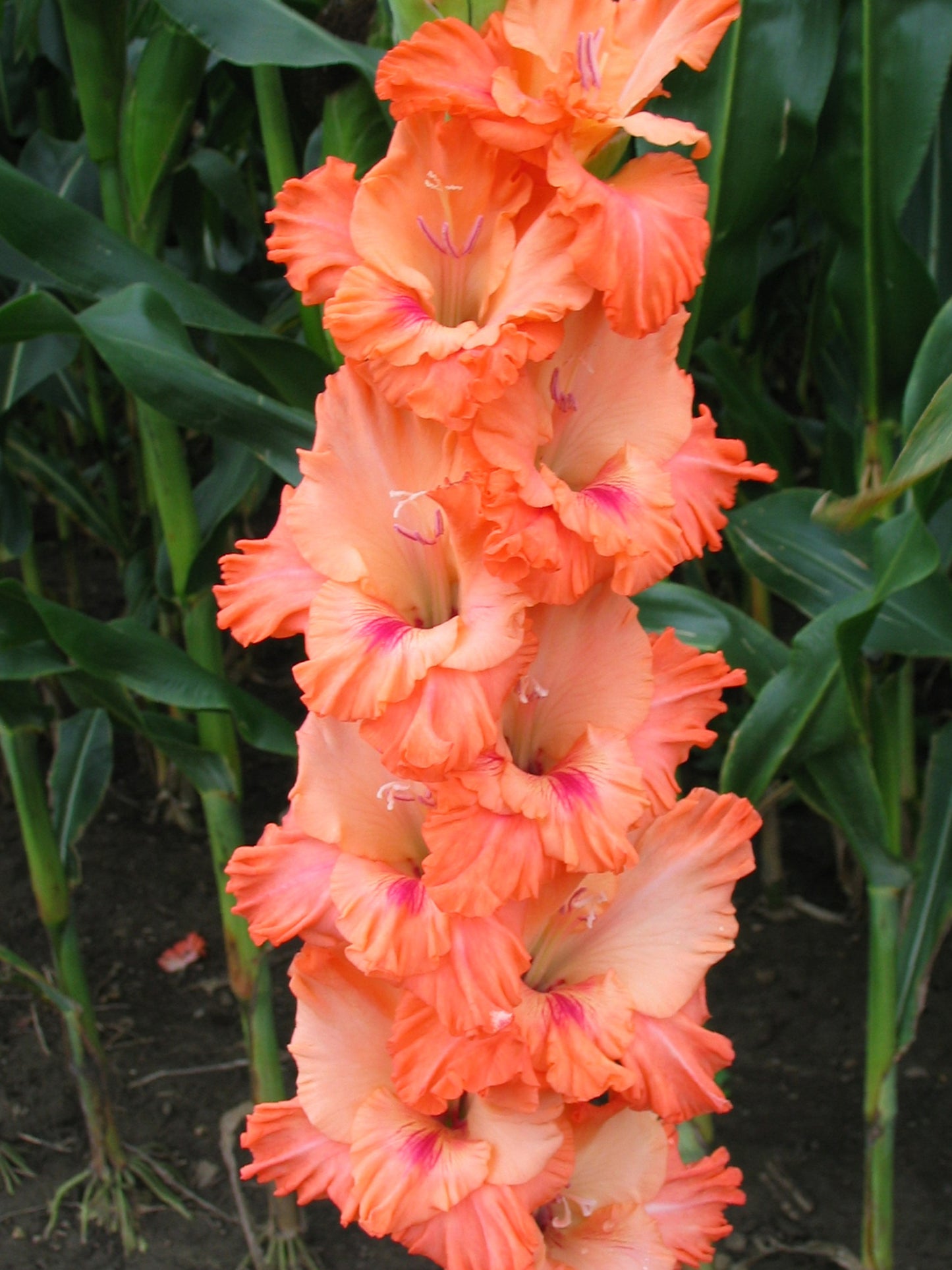 Apen Glow (Madeson 2008) 425 M