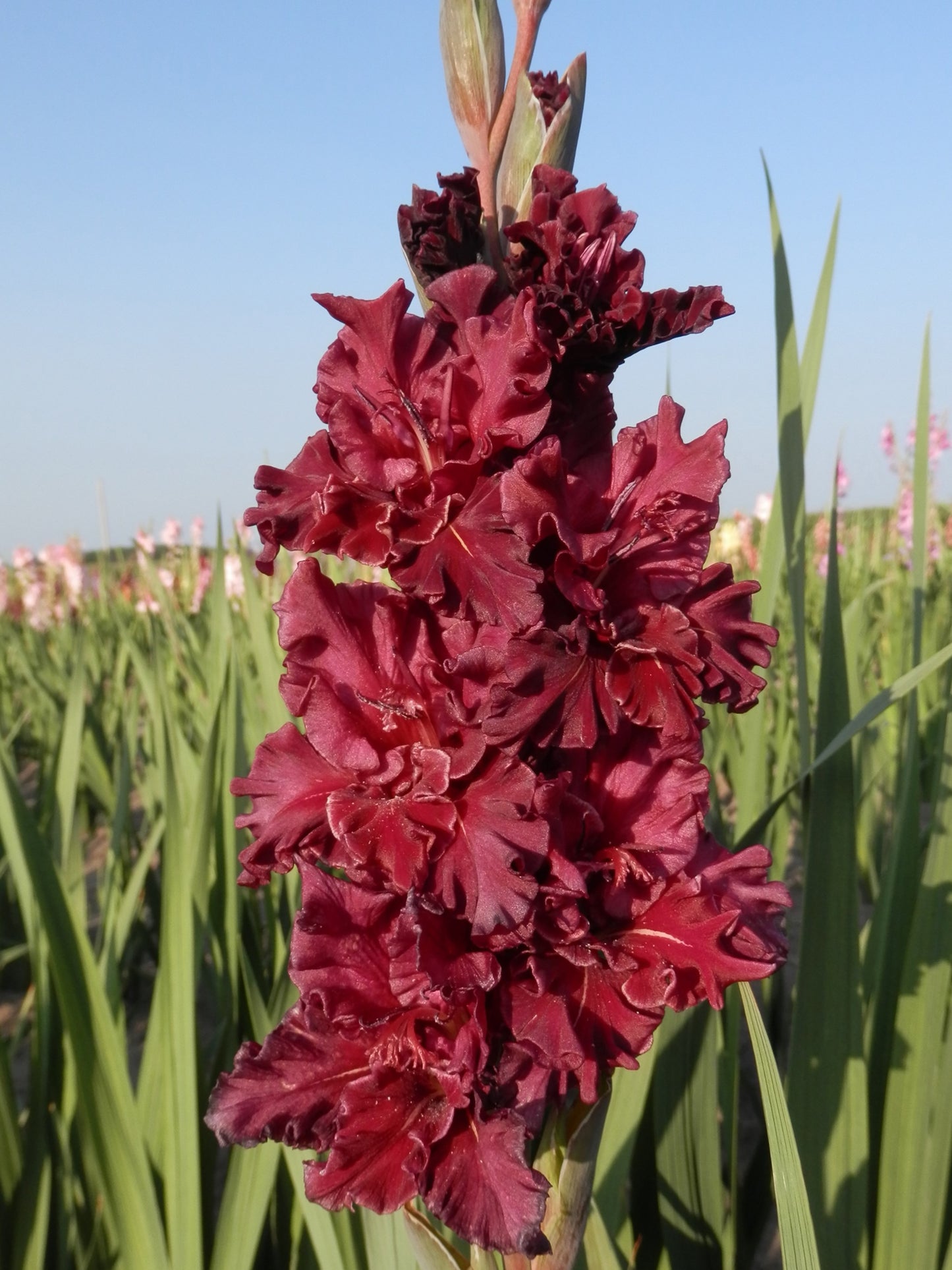 Burgandy Bright (Hartline 2022) 369 EM