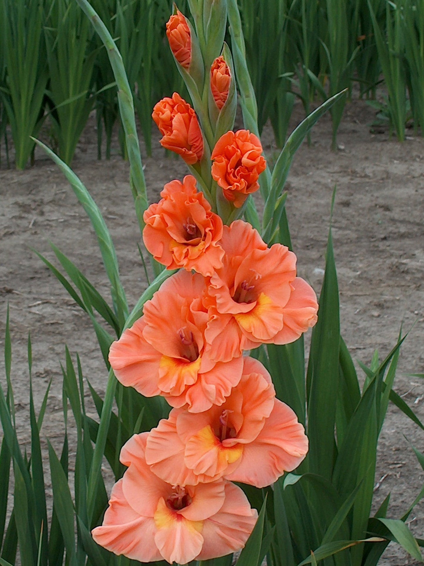 Catharina (Peeters 2009) 423 E