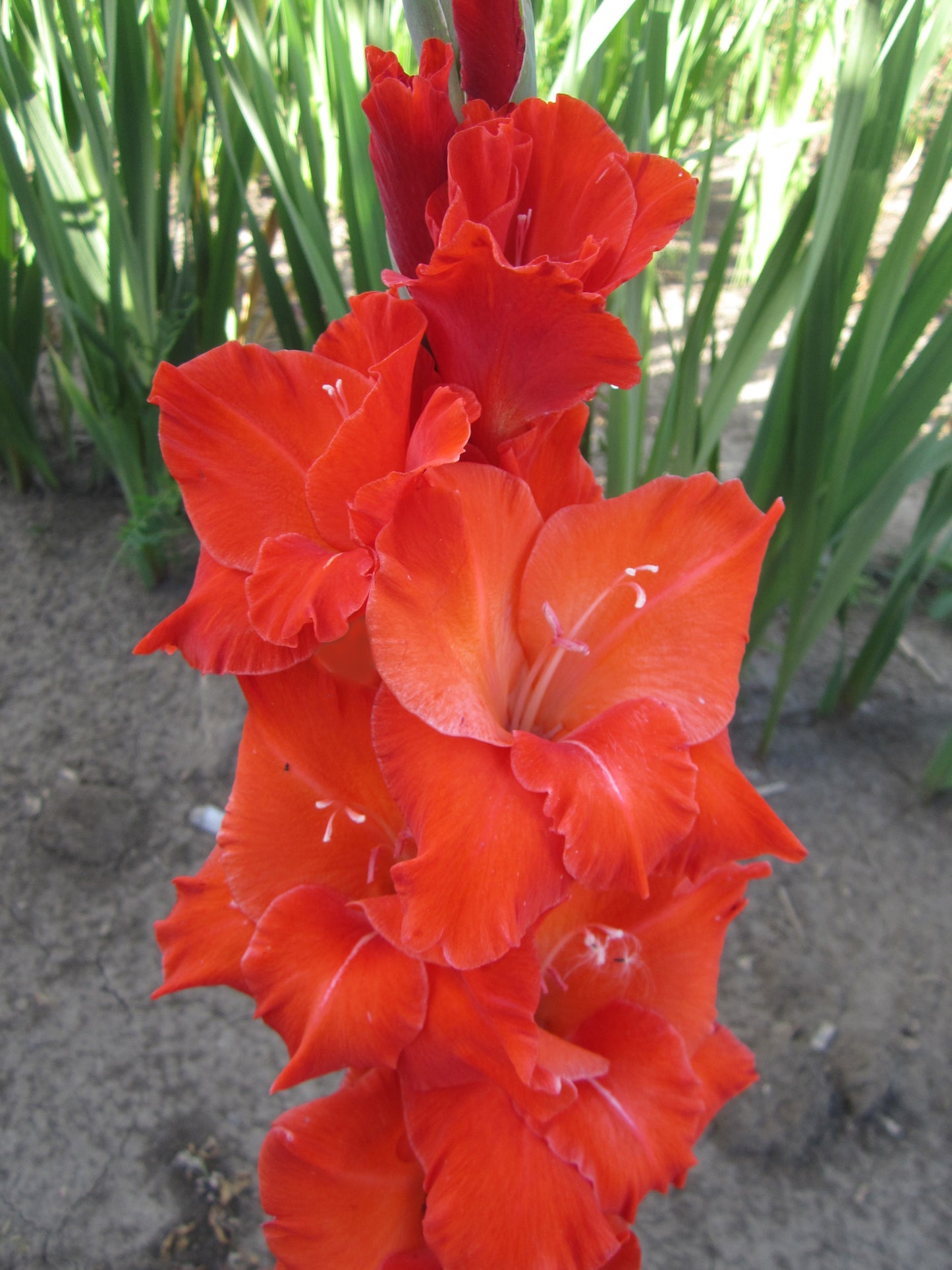 Firebolt (Peeters 2021) 355 M