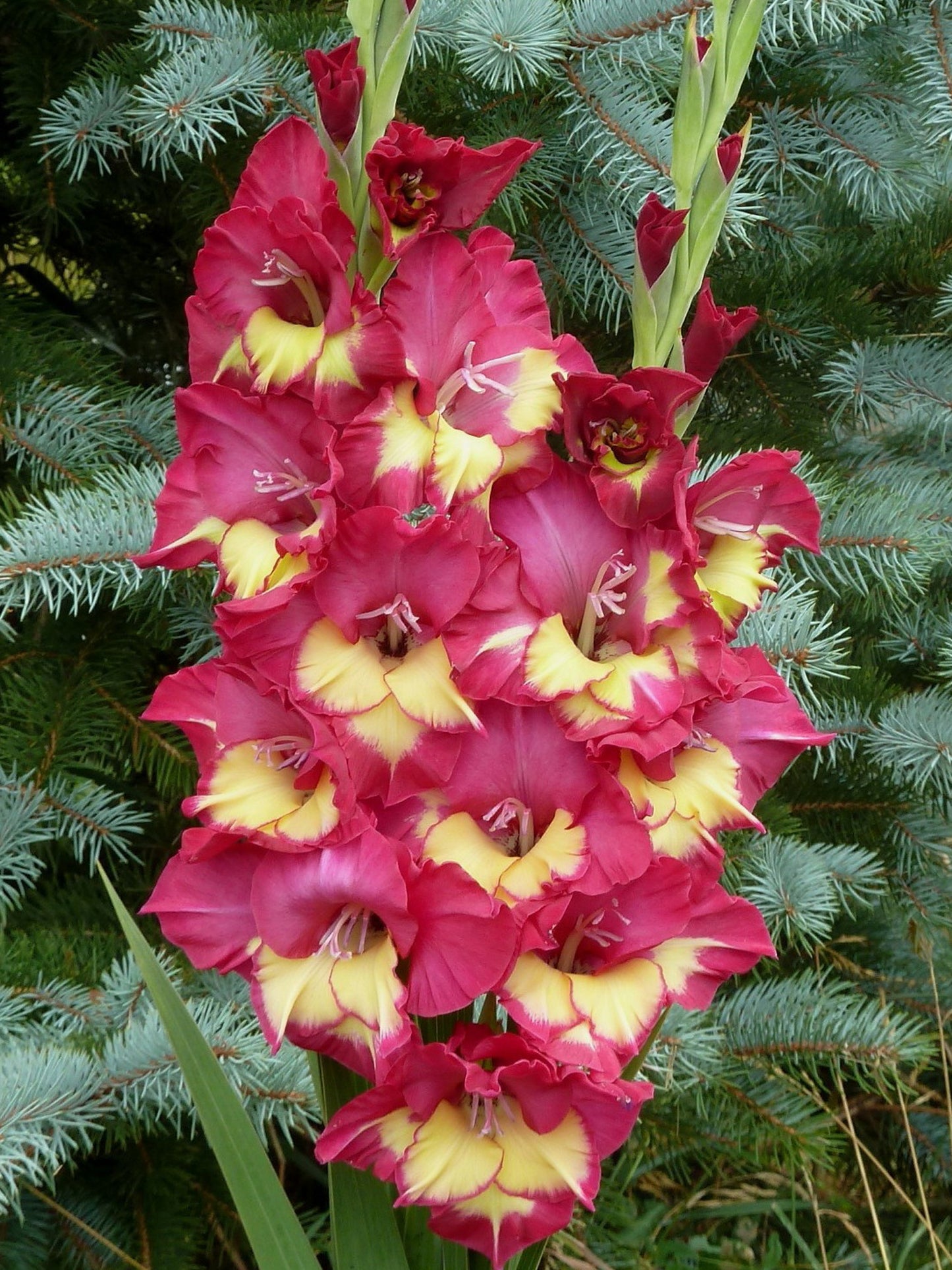 Lambert (Peeters 2013) 367 EM