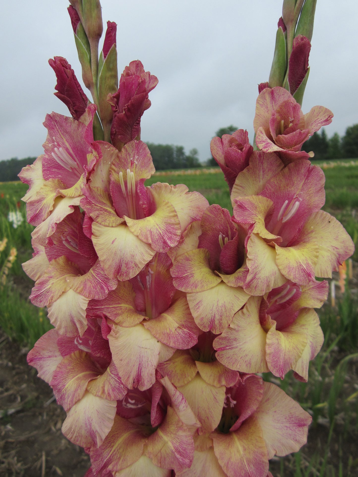Mesmerize (Peeters 2016) 373 M