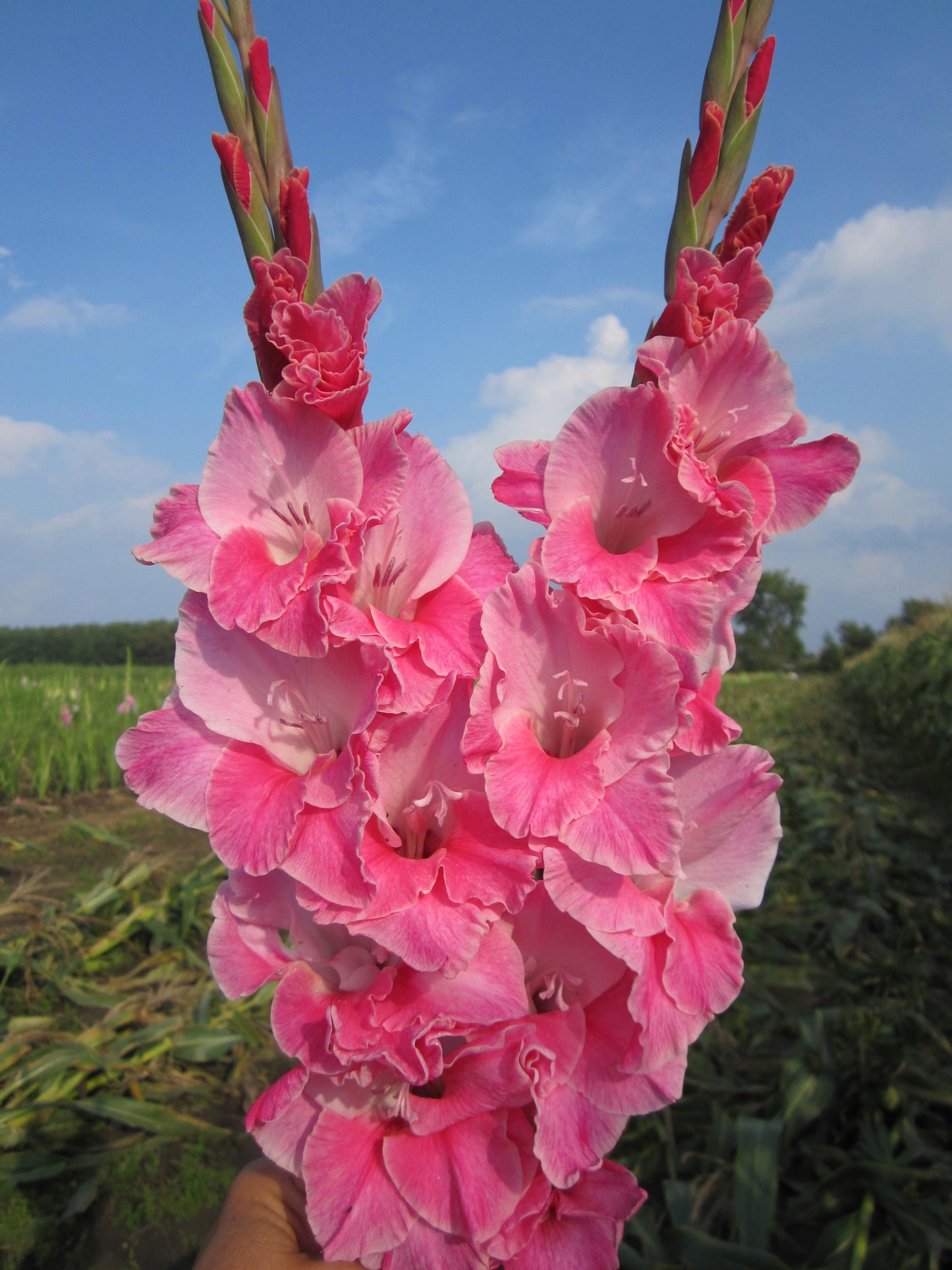 Tammy Maria (Peeters 2002) 463 M