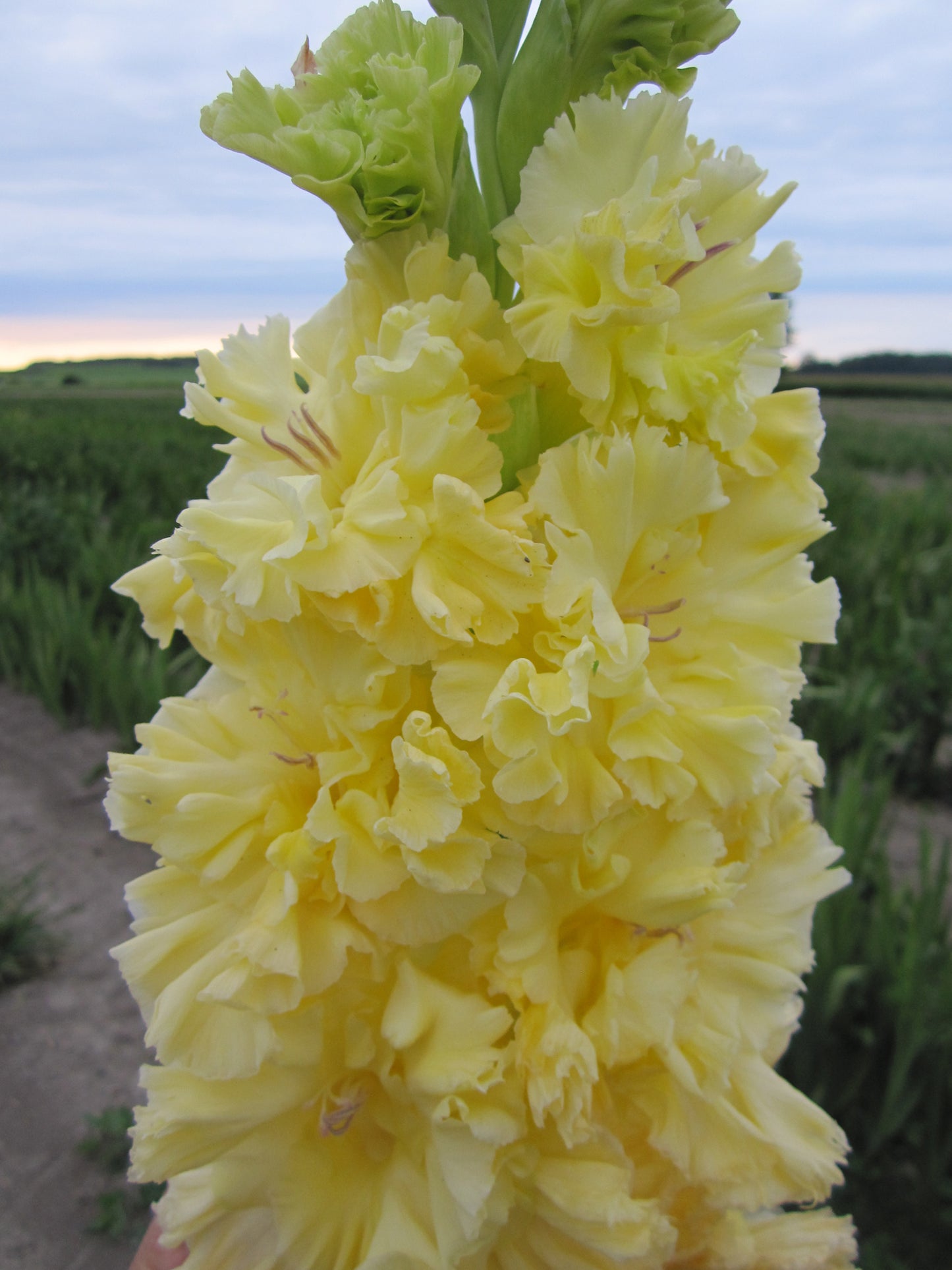 Zolotaya Antilopa (Trifonov 2007) 414 M