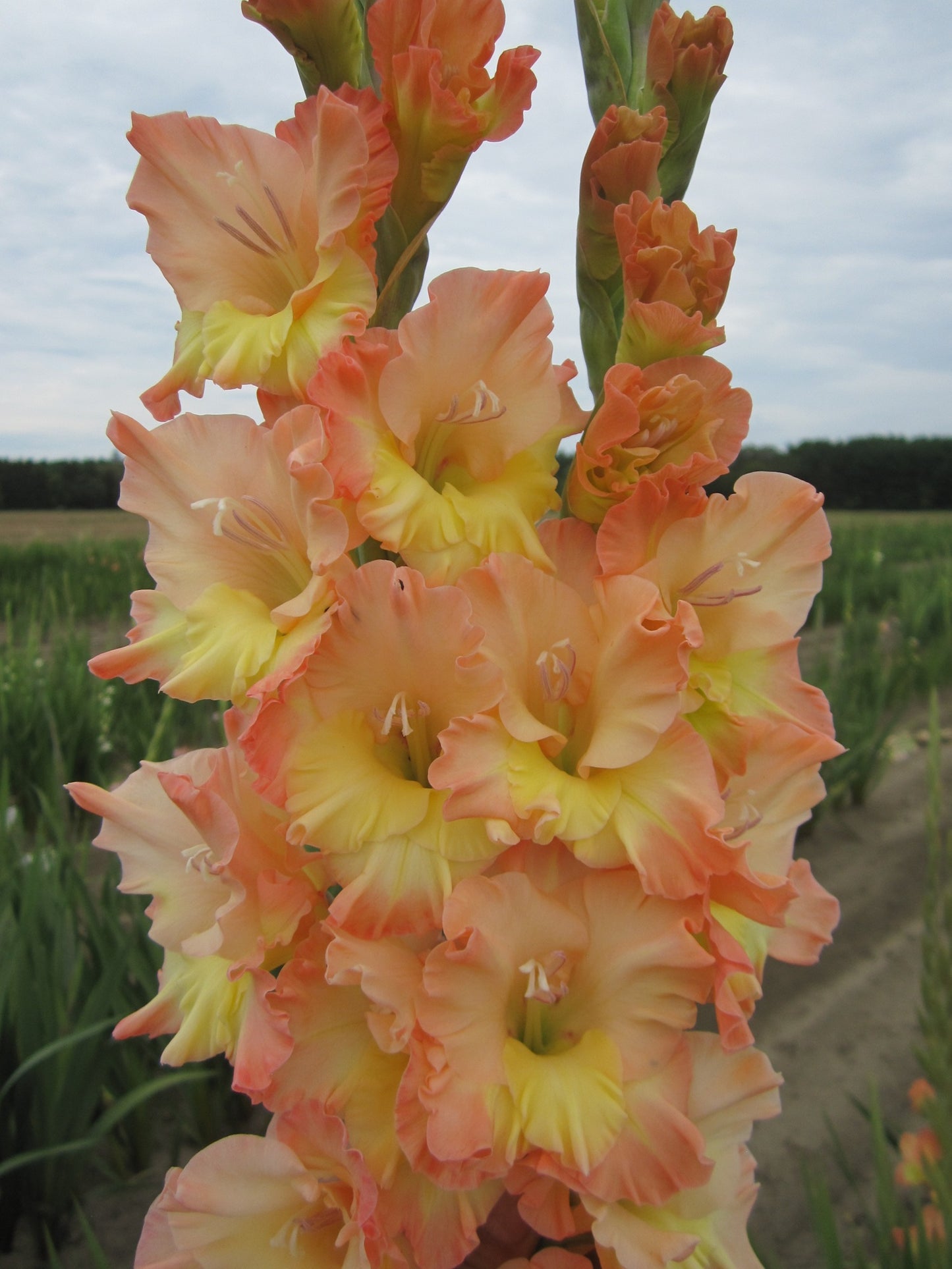 Garden Time (Peeters 2026) 333 M