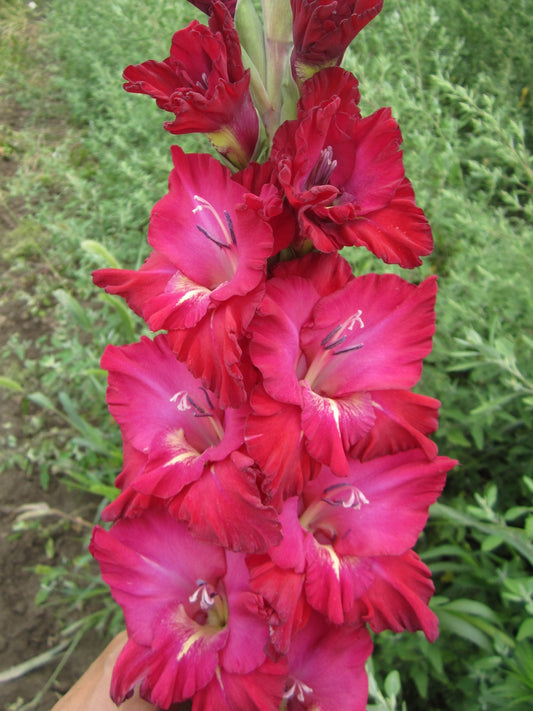 KABARET (Mikulasek 2026) 467 M