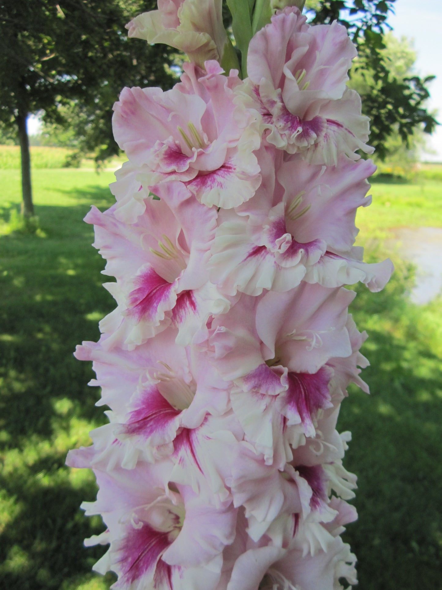 Rare Beauty (Hartline 2017) 373 LM