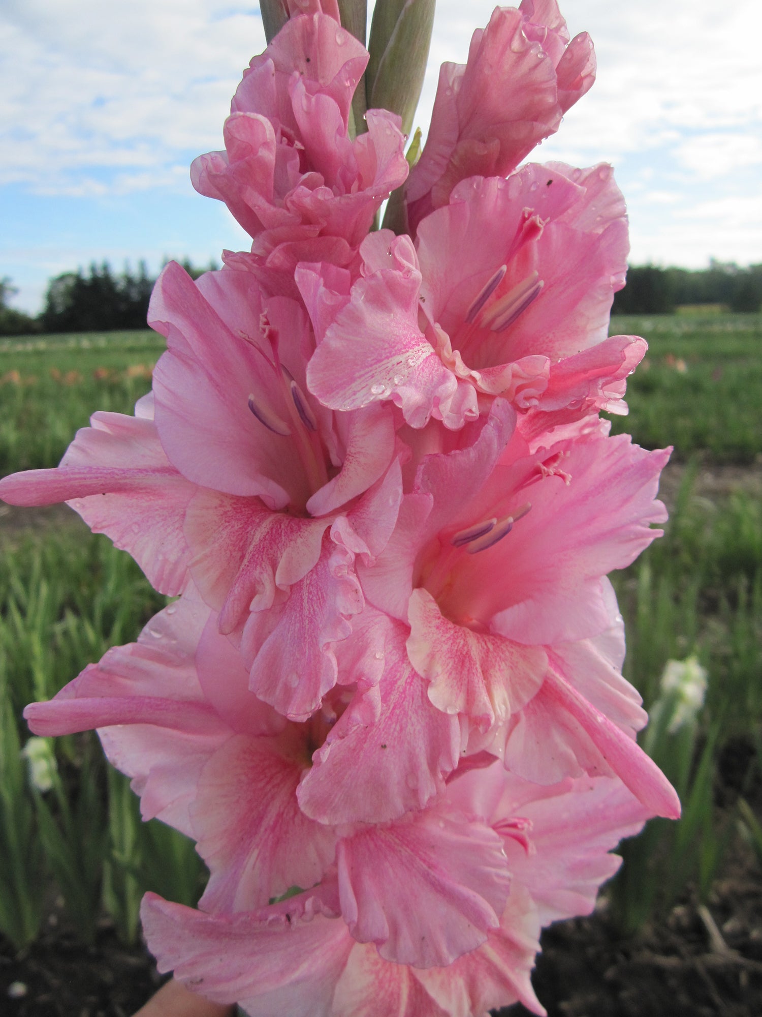 Rose Vision (Mikulasek 2019) 465 LM – PeetersGlads