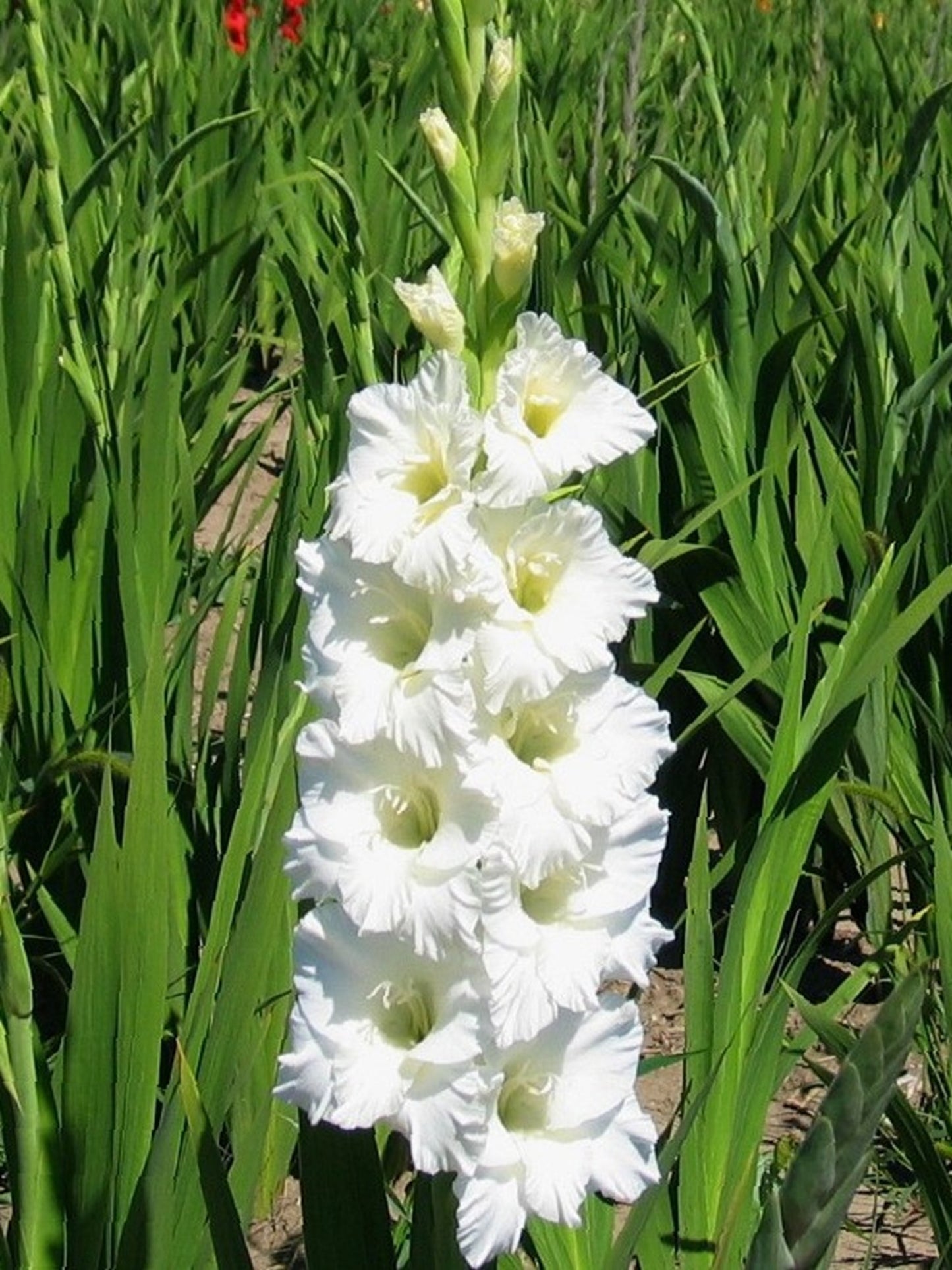 Secret Lady (Peeters 2009) 300 M