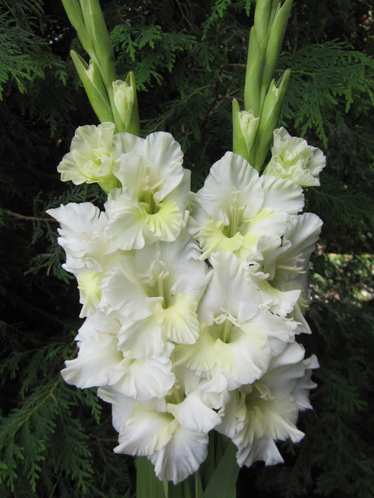 Sun Blest (Powyslybbe 2026) 201 M