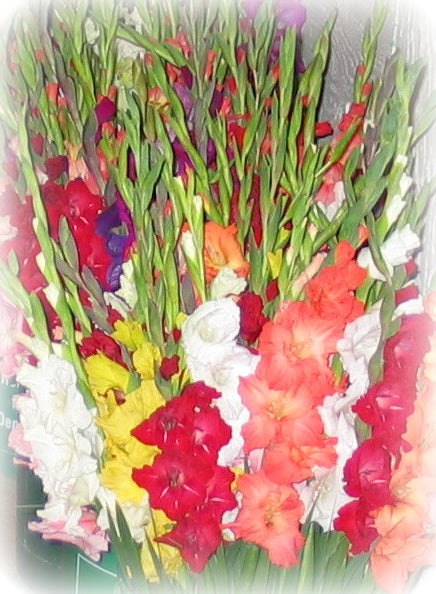 SURPRISE SELECTION 50 Large Flowering Gladiolus