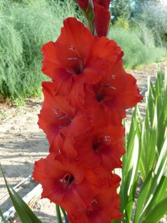 Antoon Verberk (Peeters 2005) 454 EM