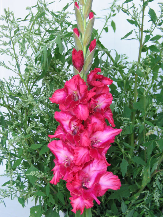 Buhler's Humor (Peeters 2007) 467 EM