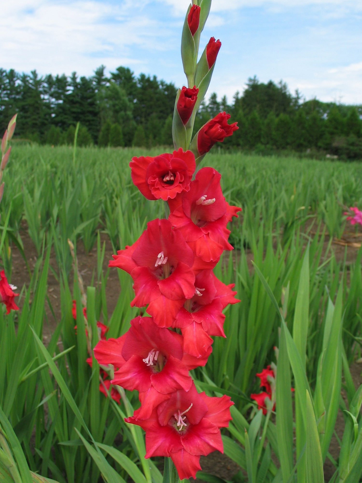 cherry-berry-frederick-2007-253-m-peetersglads