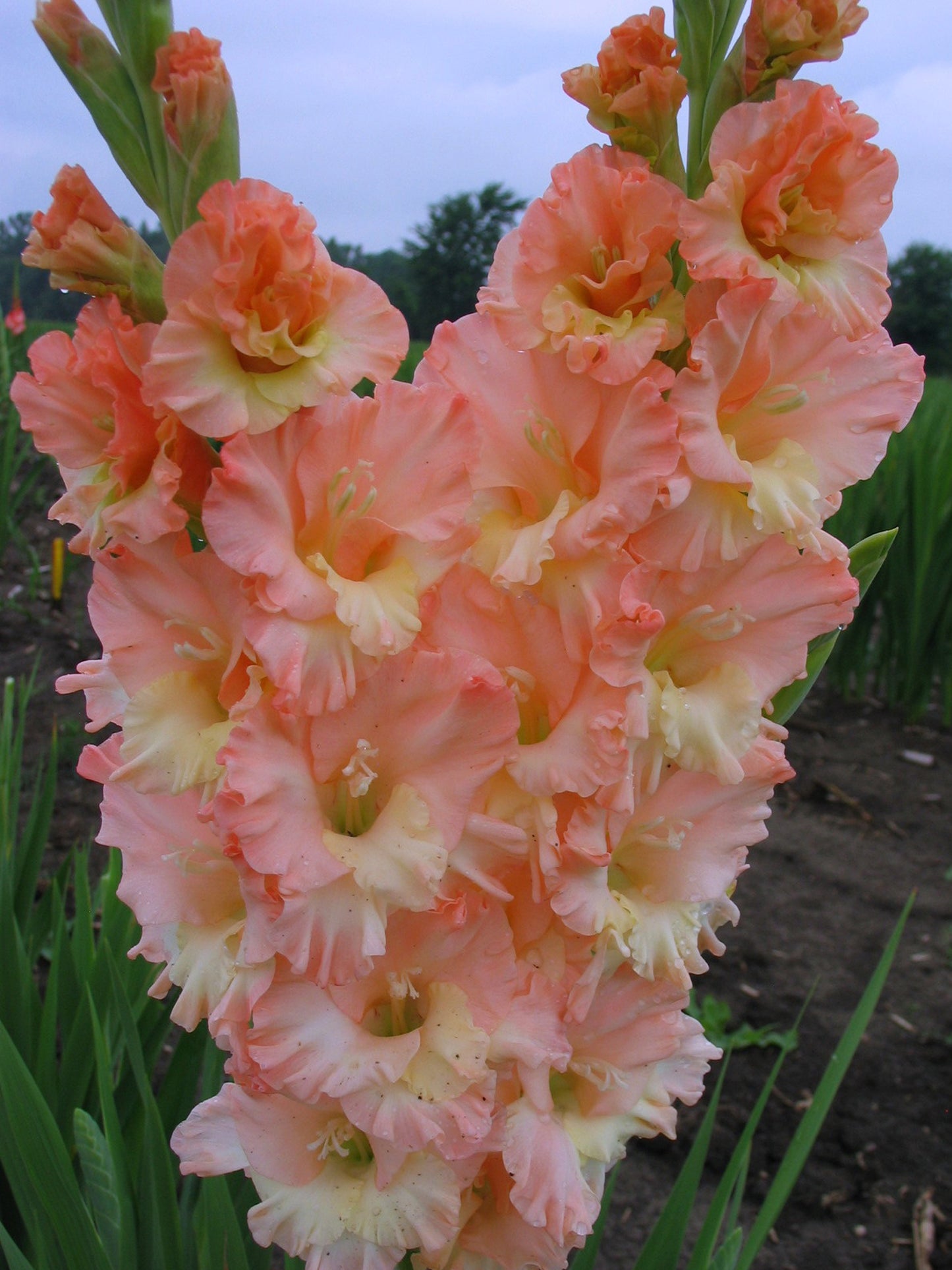Coral King (Frederick 2015) 243 M