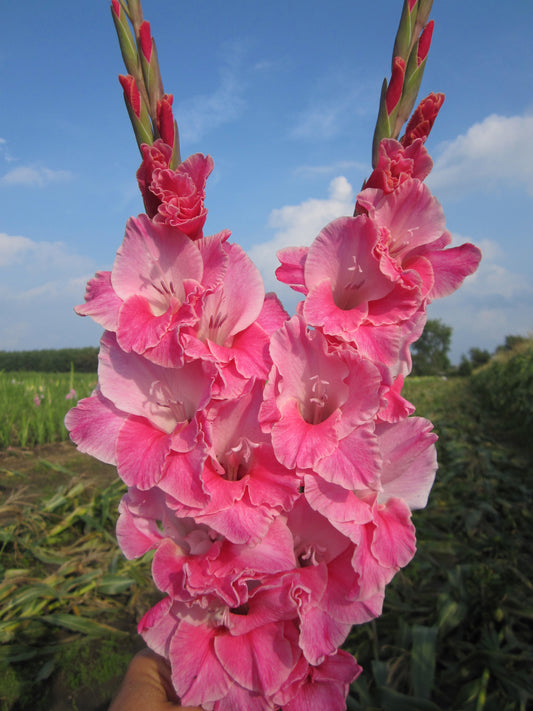 Tammy Maria (Peeters 2002) 463 M